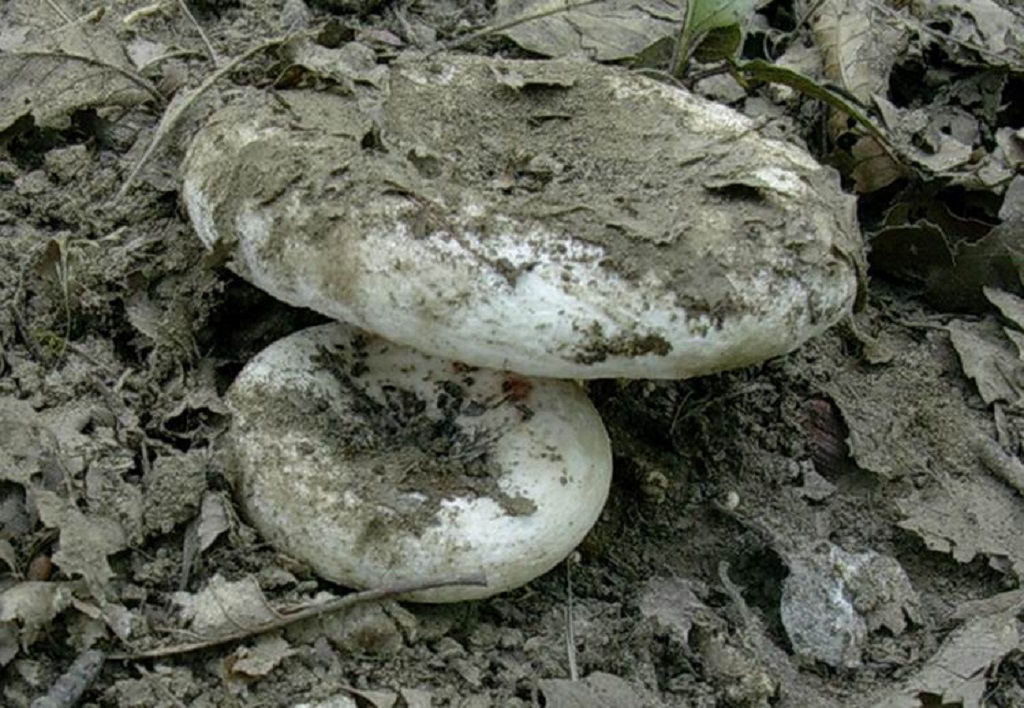 809 Ottobre vecchio ritrovamento